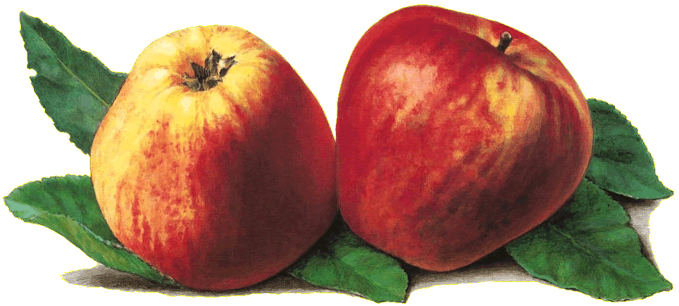Apfel